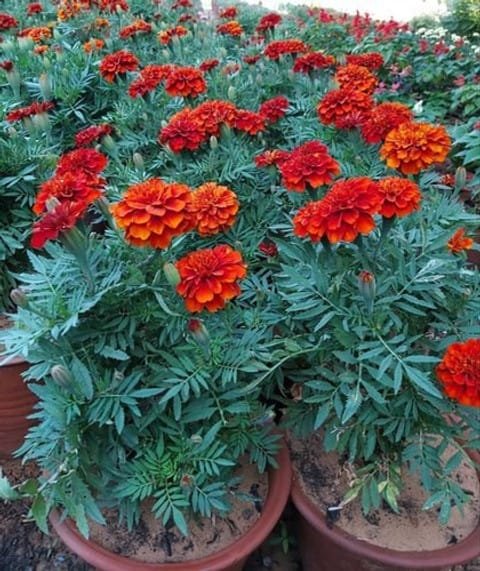 Red Marigold Plant